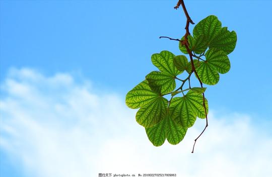 绿叶蓝天