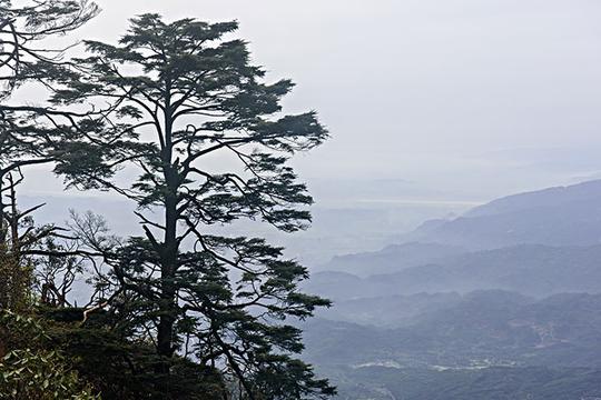 峨眉山迎客松_图片大全—全景创意图库（quanjing.com）中国领先的正版图片视频素材网站