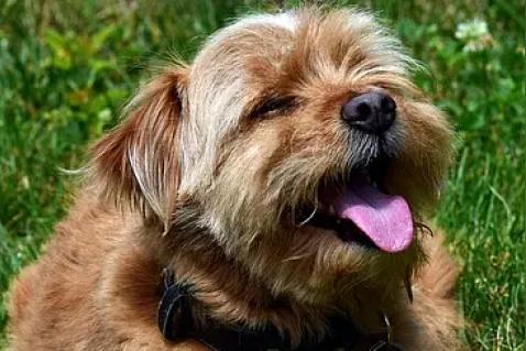 狗狗的舌头有黑斑是什么回事?舌头上有黑斑的狗狗漂亮吗？