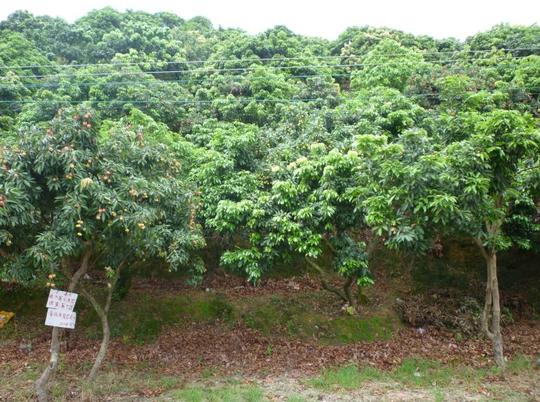 南山西丽沁园荔枝园