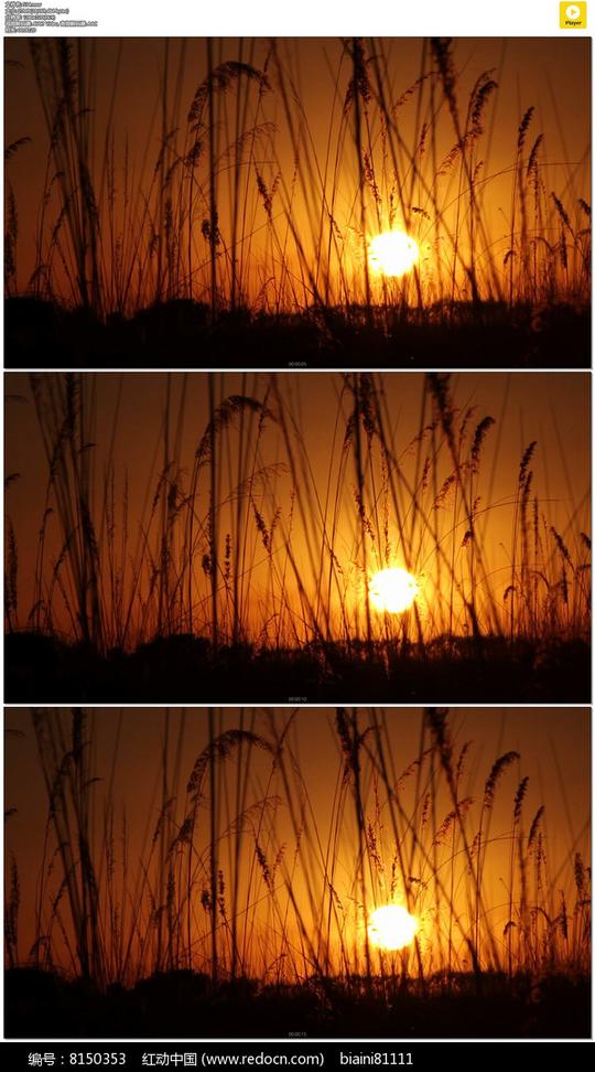 夕阳下的芦苇实拍视频素材