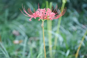 彼岸花百科 头条搜索