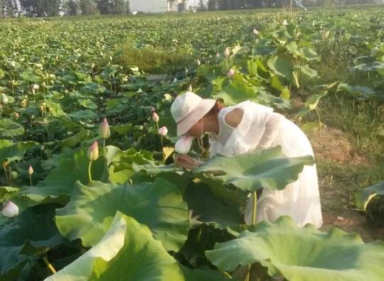 关注|界首这些地方的辣椒葡萄荷花不仅养眼还能采摘挣钱!