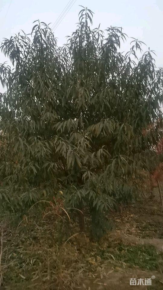 10公分绿叶碧桃