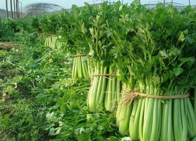 现在农村赚钱最快的方法有哪些》正文世上有许多能赚钱的商机