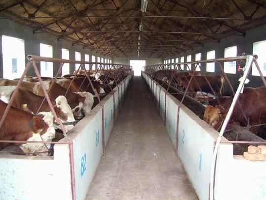 龙泉小肉牛养殖厂