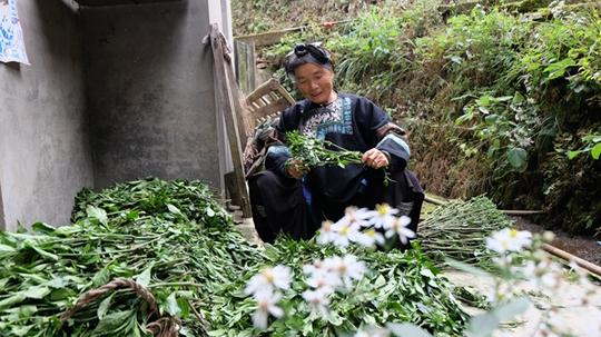 杨湖口乡西秦柚-蓝靛草一部分用来制作蓝靛染料,一部分用来做种苗.贵州省榕江县仁