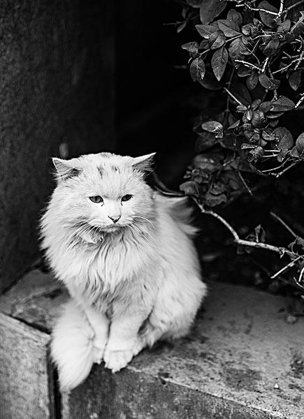 流浪猫_图片大全—全景创意图库（quanjing.com）中国领先的正版图片视频素材网站