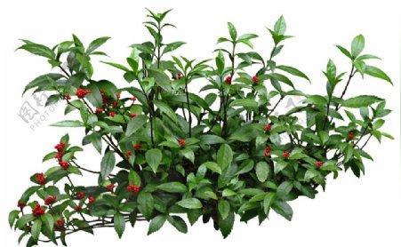 免扣植物素材