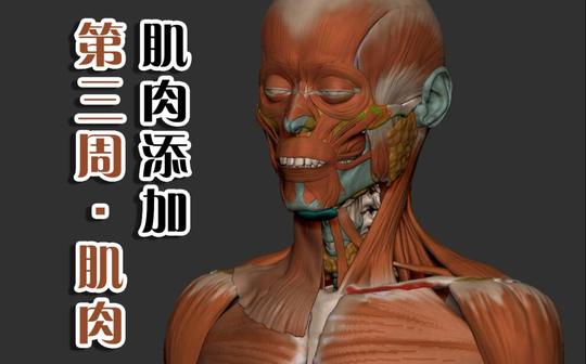 【转载】03-zbrush头部肌肉雕刻-[影视动画视频教程]