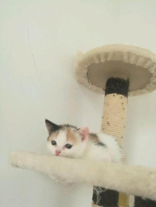 潼潼诚信猫屋自己繁育猫咪
