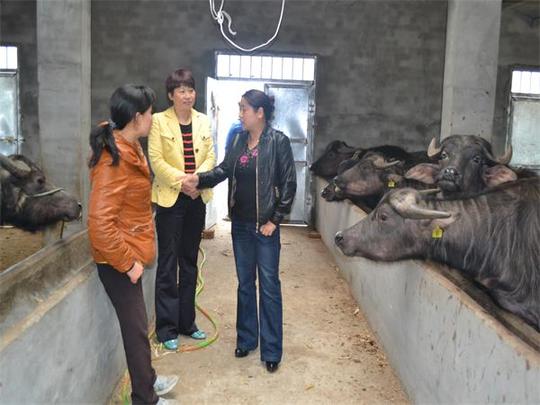 进行了走访调研,该合作社由桥镇村创业女能手龚士萍牵头,于2013年成立
