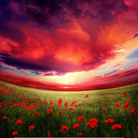 花海红色天空背景合成ps图片合成夕阳背景psd