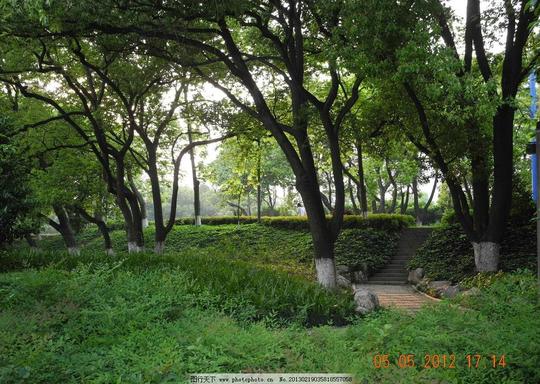 树林绿色林间小路路板路草地野草树木树叶生物世界摄影300