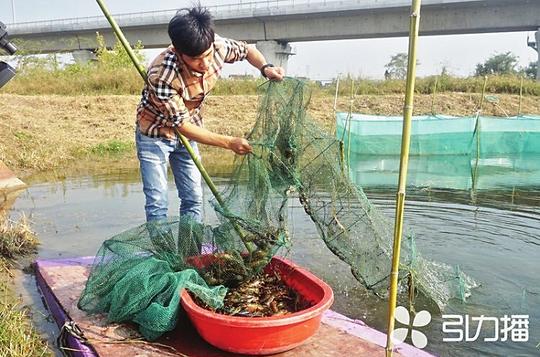 一只龙虾背后的创业故事:常熟85后小伙专攻水产养殖