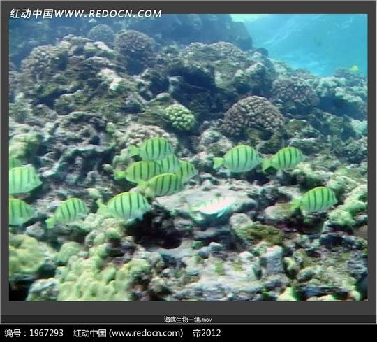 免费素材视频素材实拍素材动物植物鱼在海洋畅快的游动请您分享