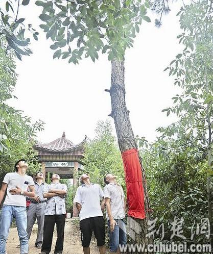 湖北一寺庙旁4棵松树大晴天下雨村民:菩萨显