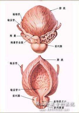 膀胱炎是什么引起的图片