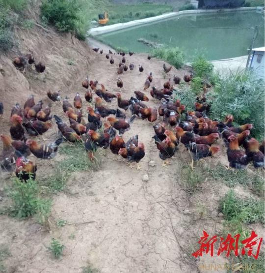[邵阳]农村青年放弃城市就业机会返乡创业带领乡亲们致富