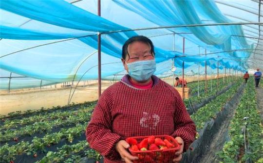 太康:草莓红了,贫困户乐了-中华龙都网-周口日报社省