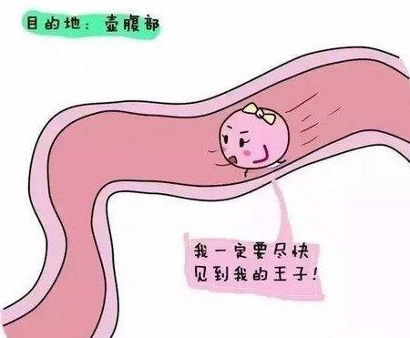 排卵期还是怀不上怎么回事