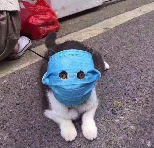沙雕猫咪手办魔性又骚气!"口罩猫"收益还将捐给武汉