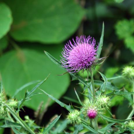 牛蒡花 头条搜索
