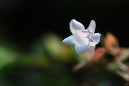 小白花糯米条拍摄练习