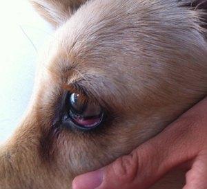 孩子红眼病一般是怎么引起的