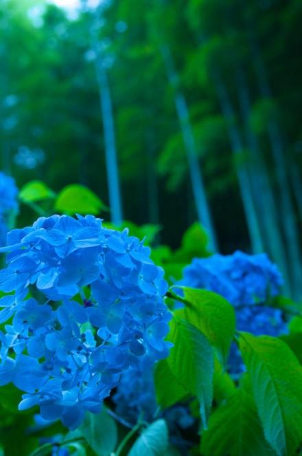 图片素材情感意境→花朵图片-余香在手
