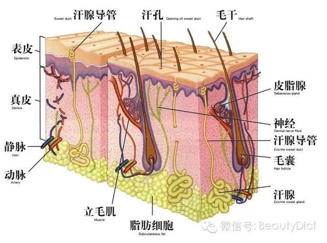 皮下脂肪怎么减最有效