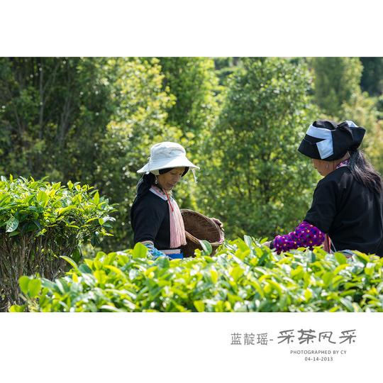 蓝靛瑶-采茶风采