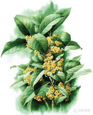 苏州市市花是什么