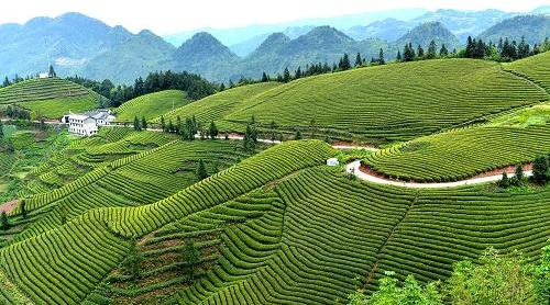 4月7日在湖北省宣恩县马鞍山村拍摄的有机茶园.随着天气回暖,湖北