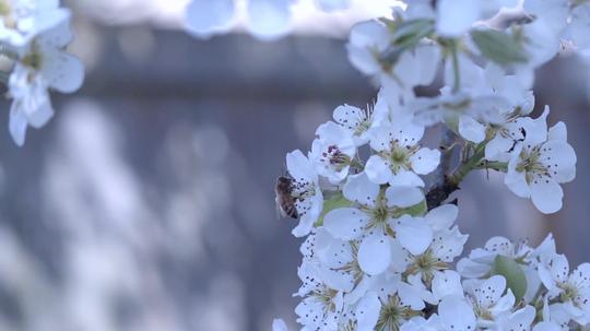 果园苹果树苹果花花朵蜜蜂_1920x1080_高清视频素材