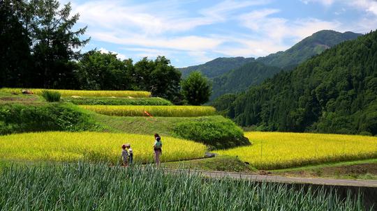 美丽的乡村农田风光_3840x2160_高清视频素材下载(:)