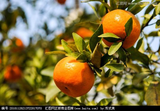 橘子柑橘新鲜水果桔子树新鲜的橘子芦柑水果橘子素材柑子柑儿橙子野生
