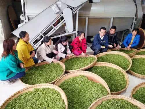 华中农业大学茶艺教授黄友谊来姚坪指导茶叶加工