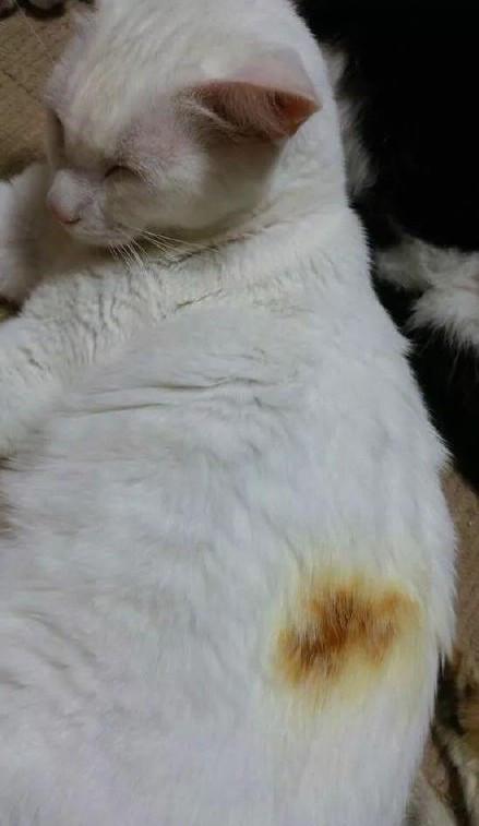 最全的小猫咪烤jio合集,快醒醒!烤糊了!