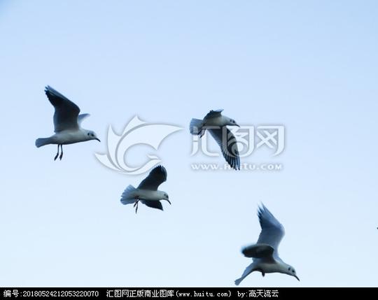 查看相似图收藏举报>野生动物飞行海鸥飞翔傍晚飞鸟素材迁徙晚归