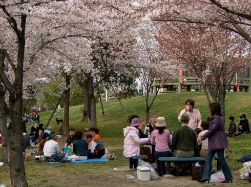 樱花与日本人的人生哲学相契合,日本人站立在樱花树下,默默地注视着