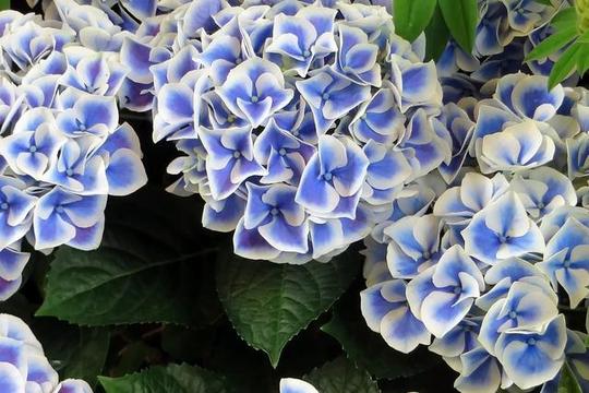 8月运势最好的4个星座，工作勤劳业绩很旺，吸金能力强，财运滚滚