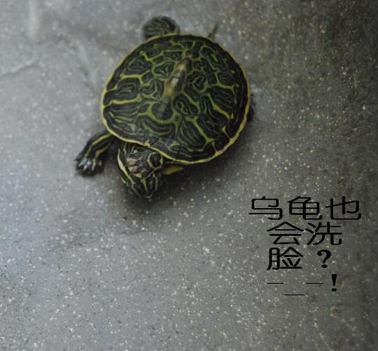 小龟上演真龟版越狱