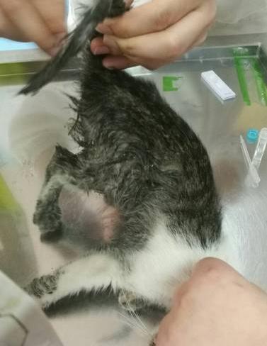 好心的保安师傅送来的,因为他发现这个猫快死了