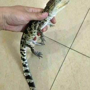 长不大的鳄鱼幼体