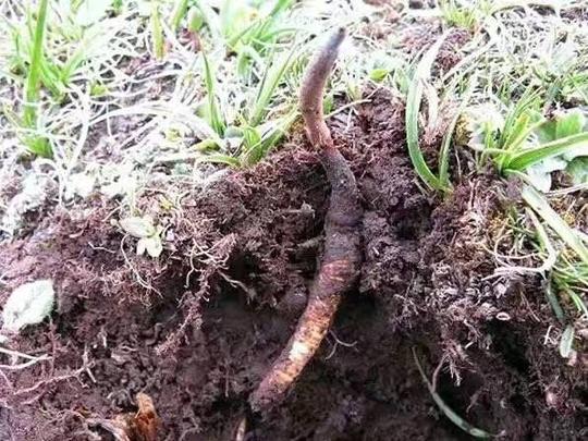 "人工种植冬虫夏草"已经量产,非专业人士区分不清,购买送人需谨慎