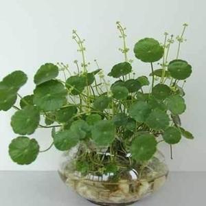 对植物花卉进行驯化的生物技术