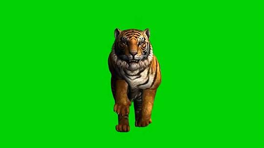 老虎猛虎奔跑绿屏抠像透明通道巧影特效视频素材