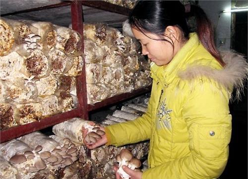 女大学生种植食用菌成千万富婆蘑菇姐李玉红的创业故事下
