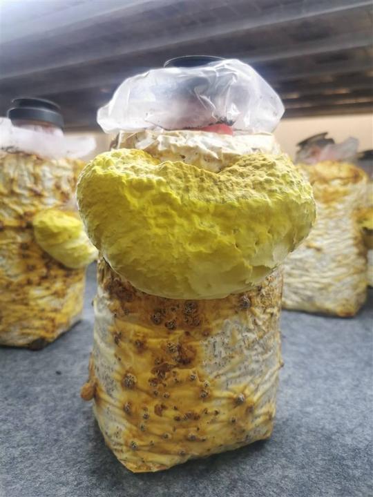 你听说过珍稀的“桑黄”吗?上海农科升级长三角“软黄金”种植